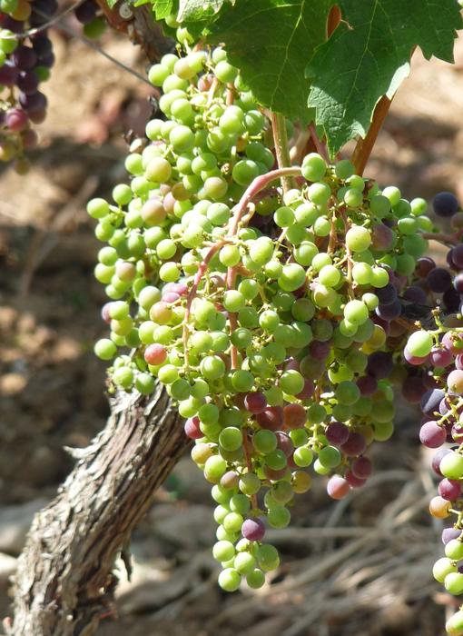 Unripe berries on a branch