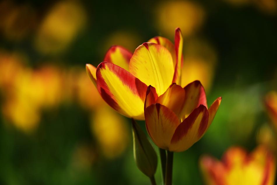 Blur photo of a yellow poppy