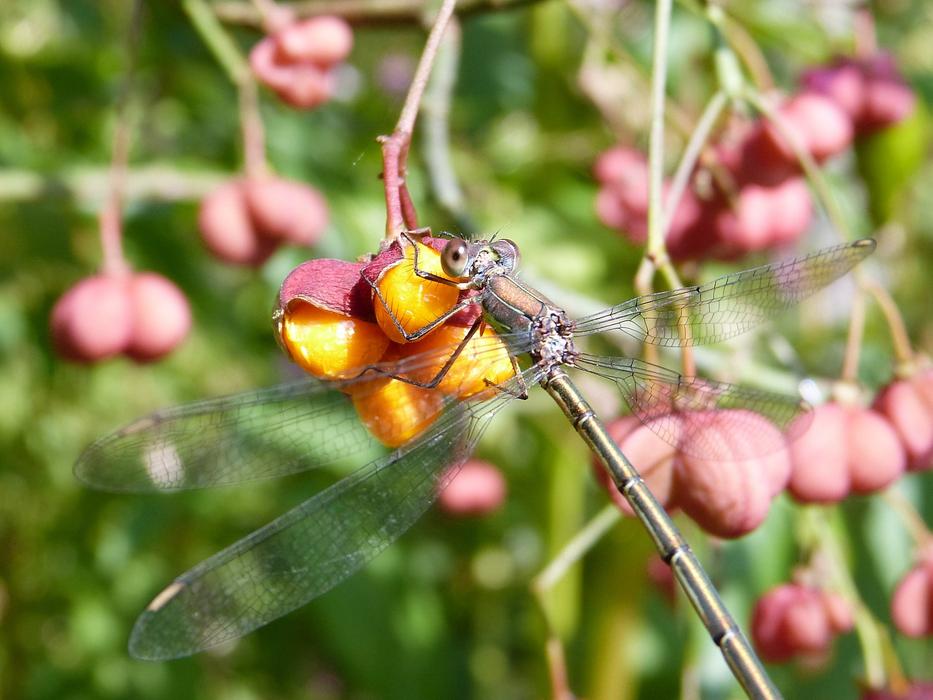 tiny Dragonfly rests on yellow berries