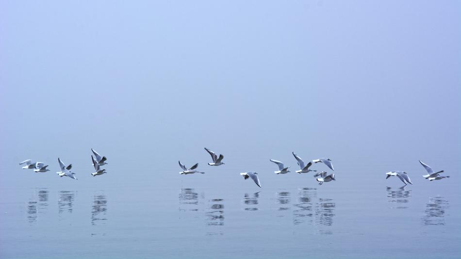 Fog Seagull