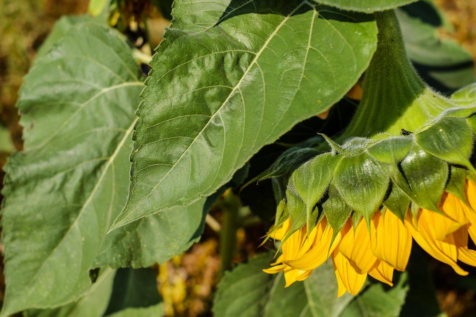 green Sunflower Hanging