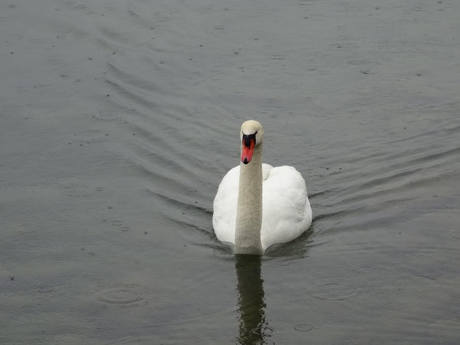 Swan Childfrendly Bill