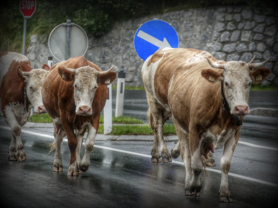 Cows Road Cow