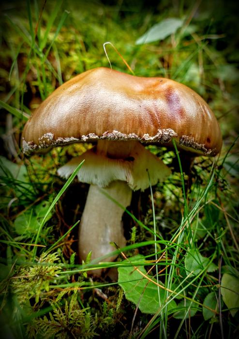 Mushroom Forest Nature