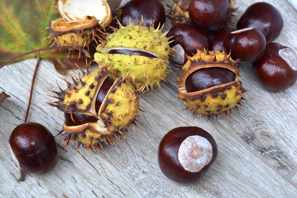Chestnuts Spikes In Shell