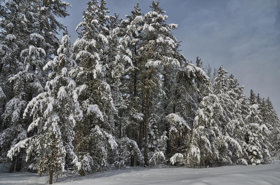 Forest Winter Snow
