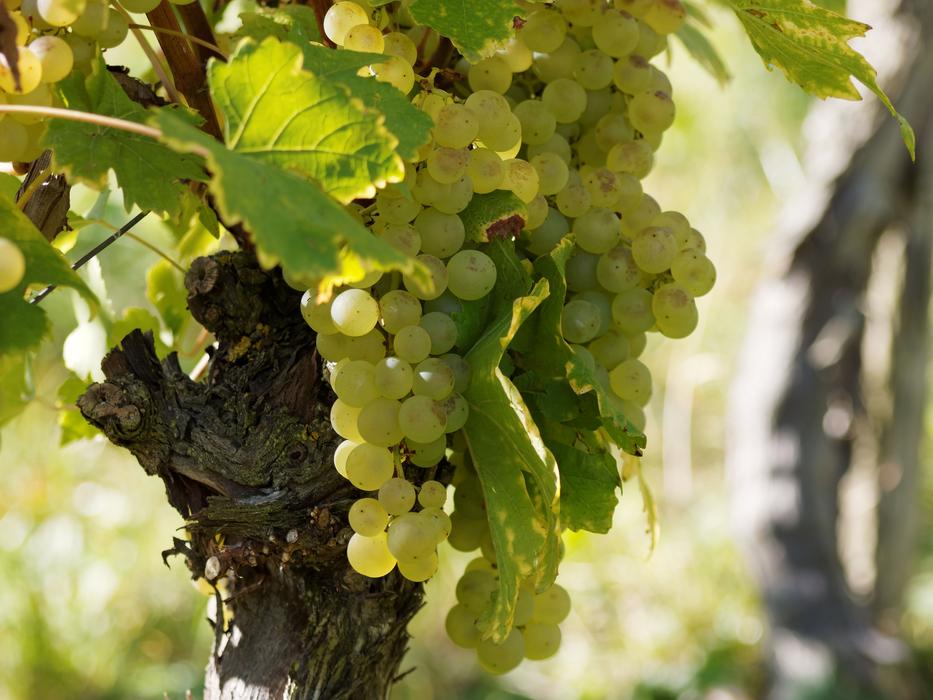 ripe green grapes in the garden