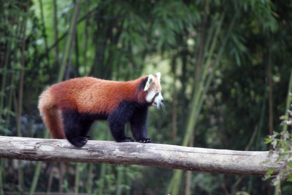 amazing Red Panda on log