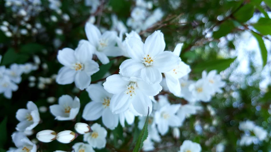 After White Flower Summer