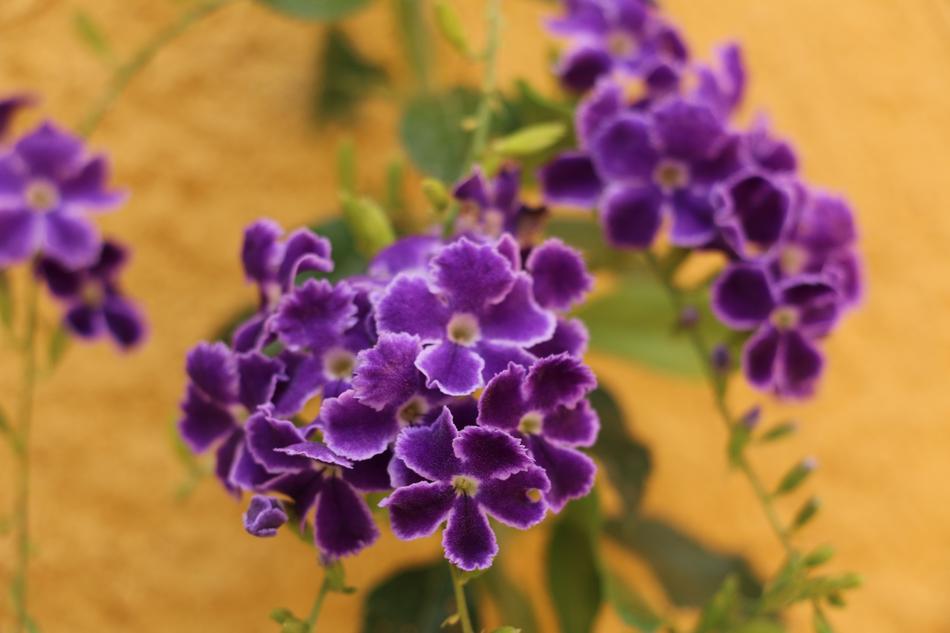 Purple Flowers Carnivorous