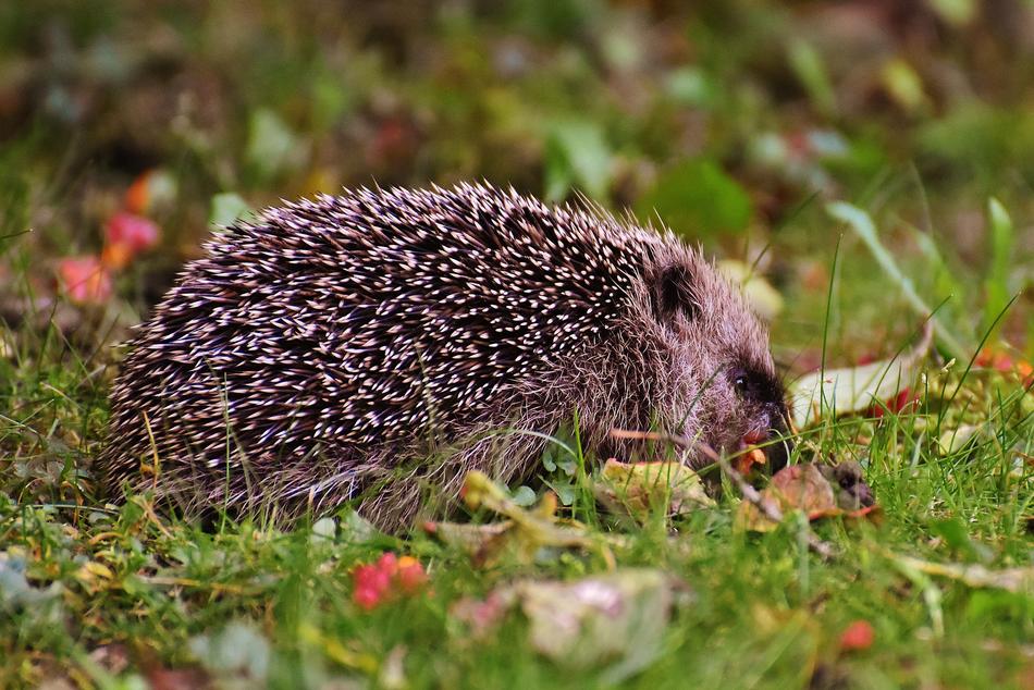 Cute enchanting Hedgehog on the grass