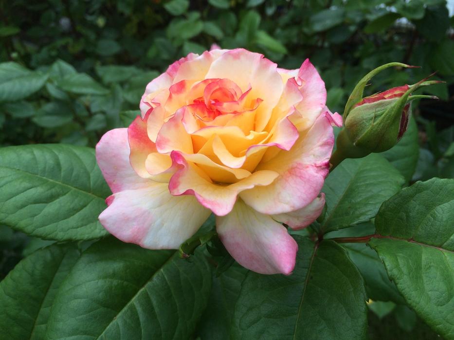 Rose Blossom Bloom