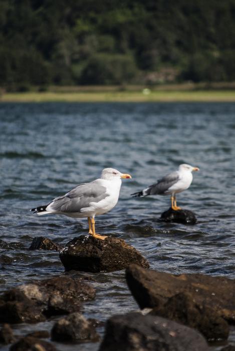 Seagulls Lake Park