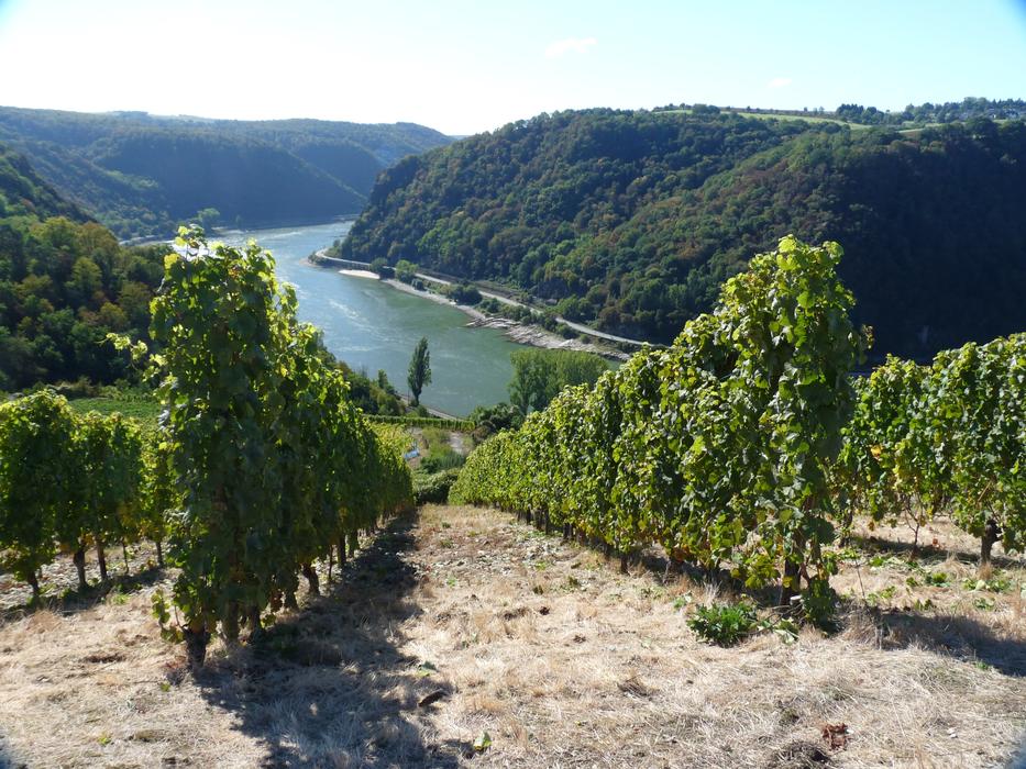 Wine Rheingau Vineyard