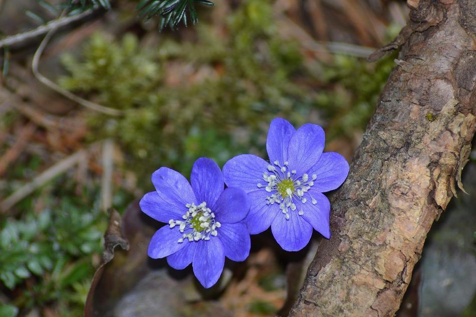 Flower Anemone Nature