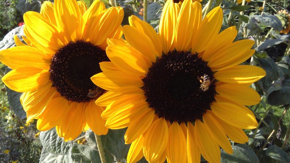 Sunflower Summer Spring