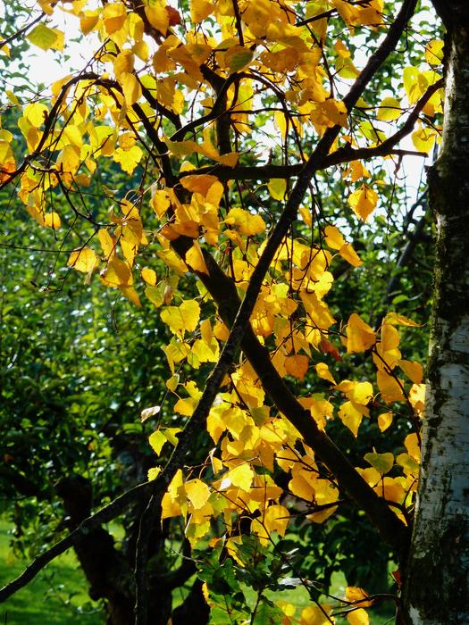 beautiful view of an autumn tree