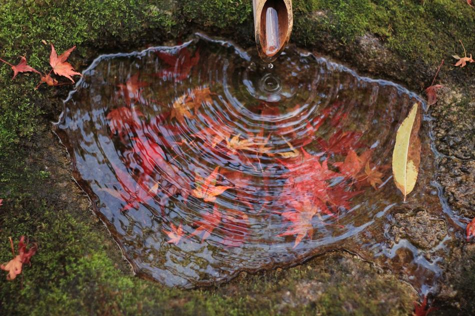 Autumn leaves in the pond