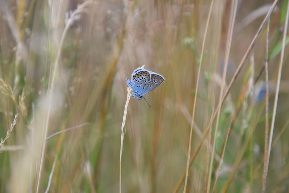 Butterfly Blue Summer