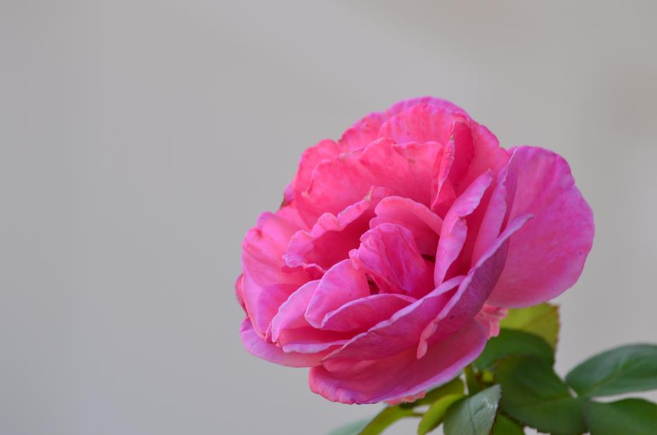 Rose Flower Pink