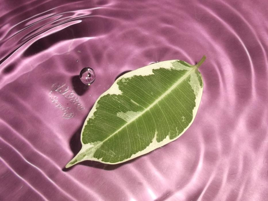 Leaves Drop
