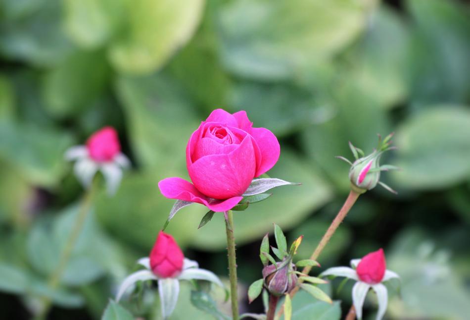 Rose Flower Red
