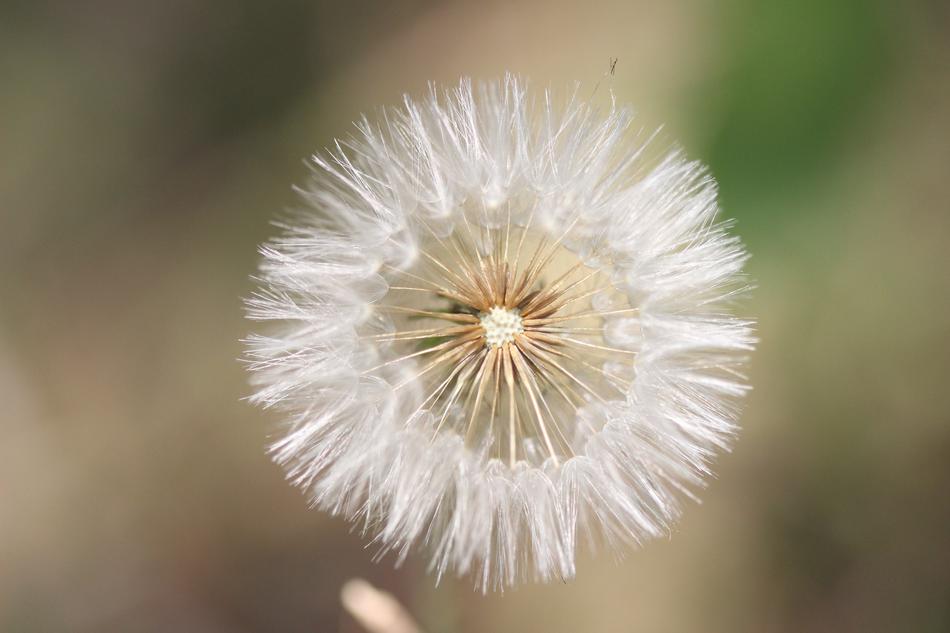 Dandelion Flower Of The