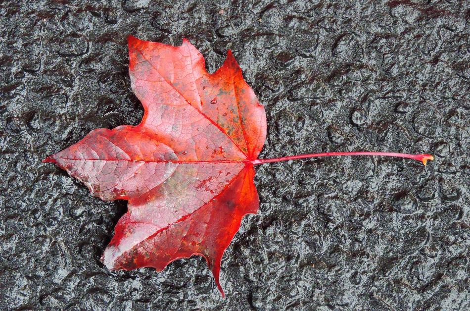 Fall Leaf Autumn