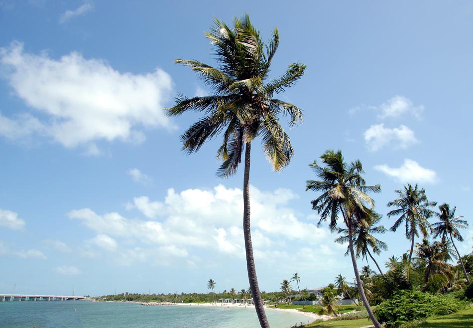 tall palm trees on the sea in okene
