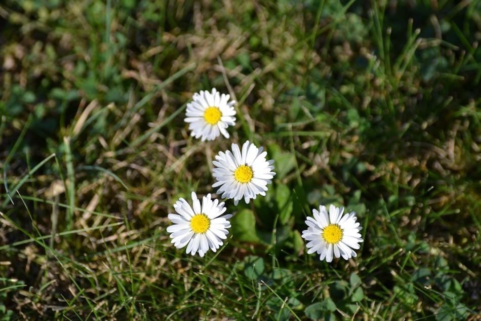 Rush Daisy Nature