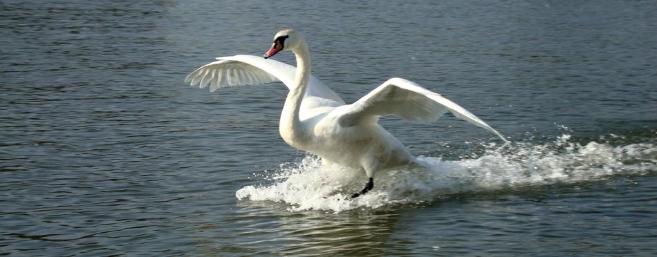 landed white swan