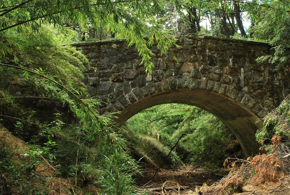 Bridge Roman Forest