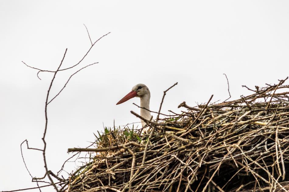 mast nest of a rattle stork