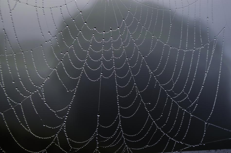 Spider Web Rosa Fog