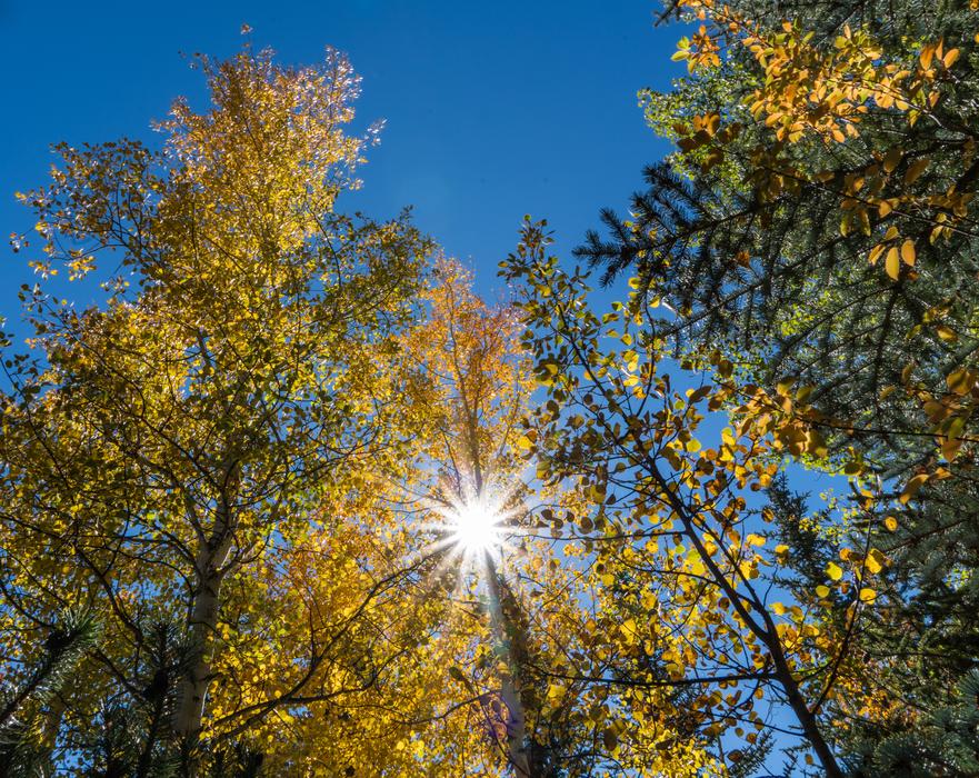 Foliage Sunstar Sky