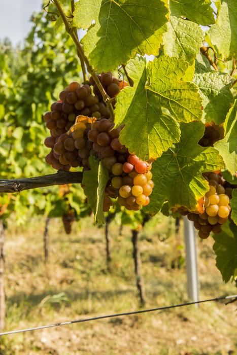 Wine Grapes Palava