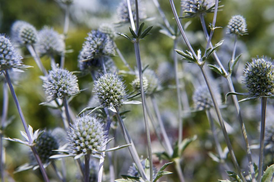 Flowers Nature Plants