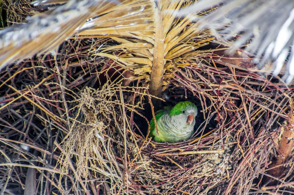 small green parrot in the nest