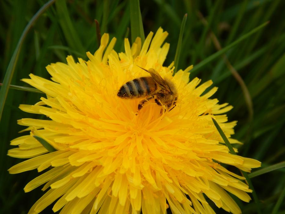 Bee Spring Yellow
