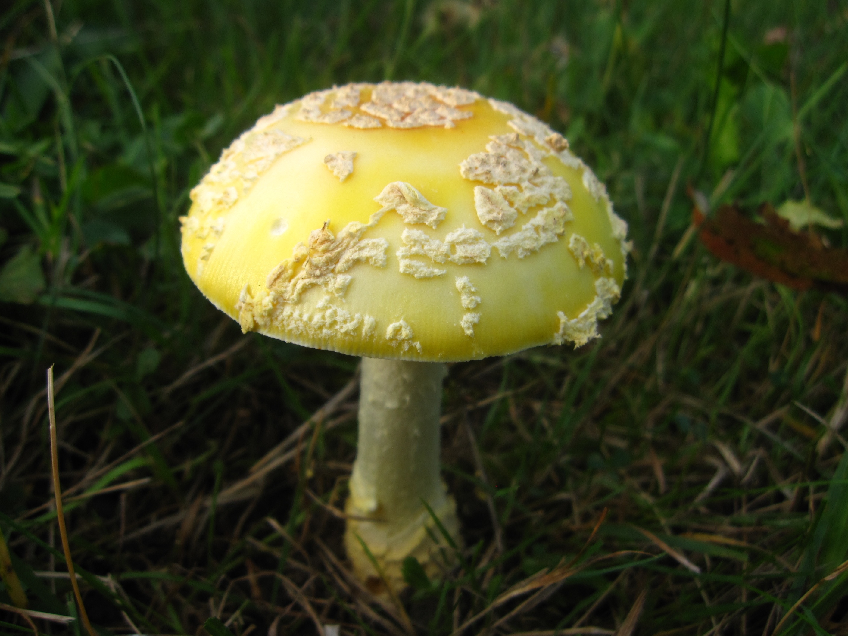 Сырный гриб. Боровик жёлтый полубелый гриб. Мухомор лимонный. Amanita flavoconia мухомор. Мухомор лимонно-жёлтый.