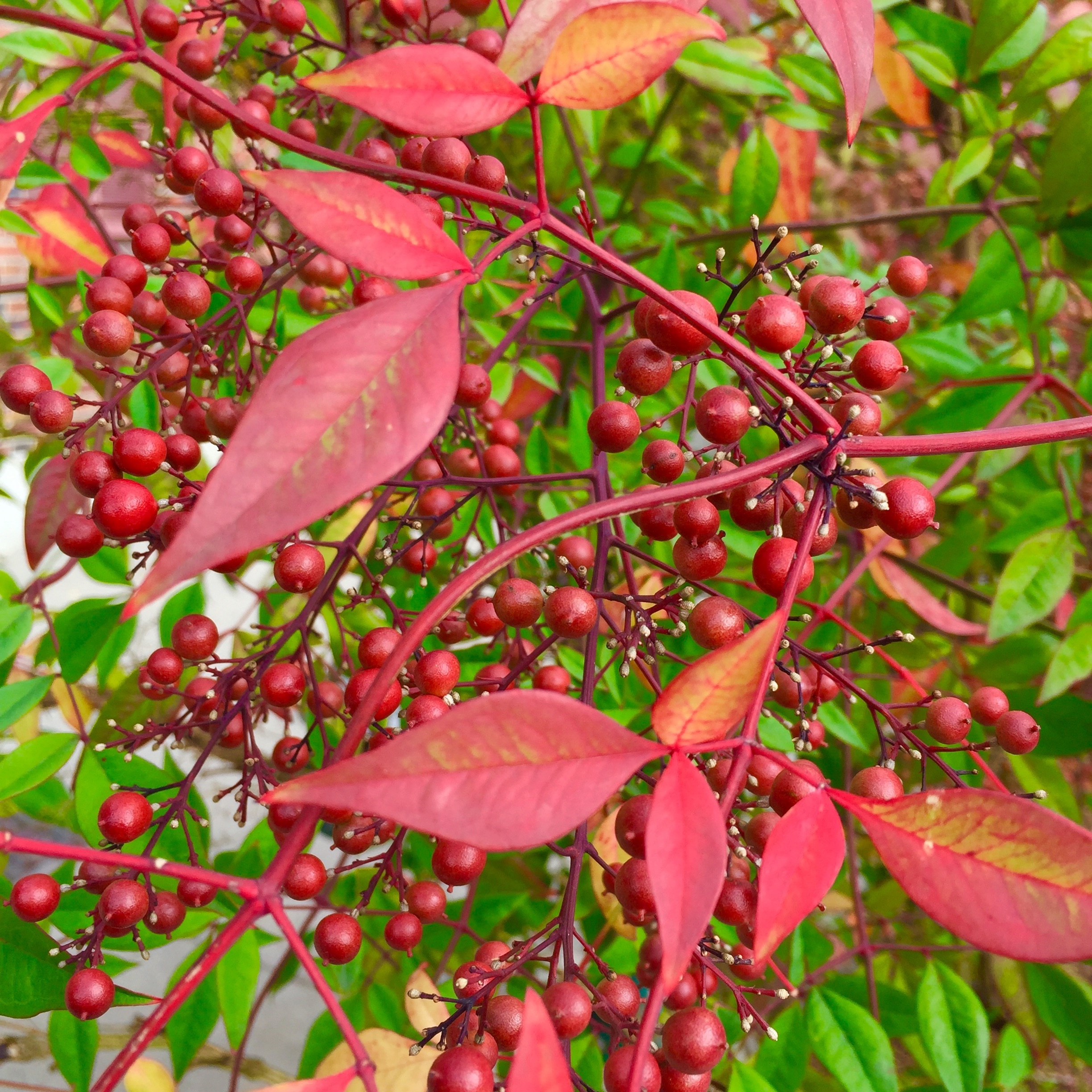 Nandina domestica, nandina, heavenly bamboo, sacred bamboo, plant with ...