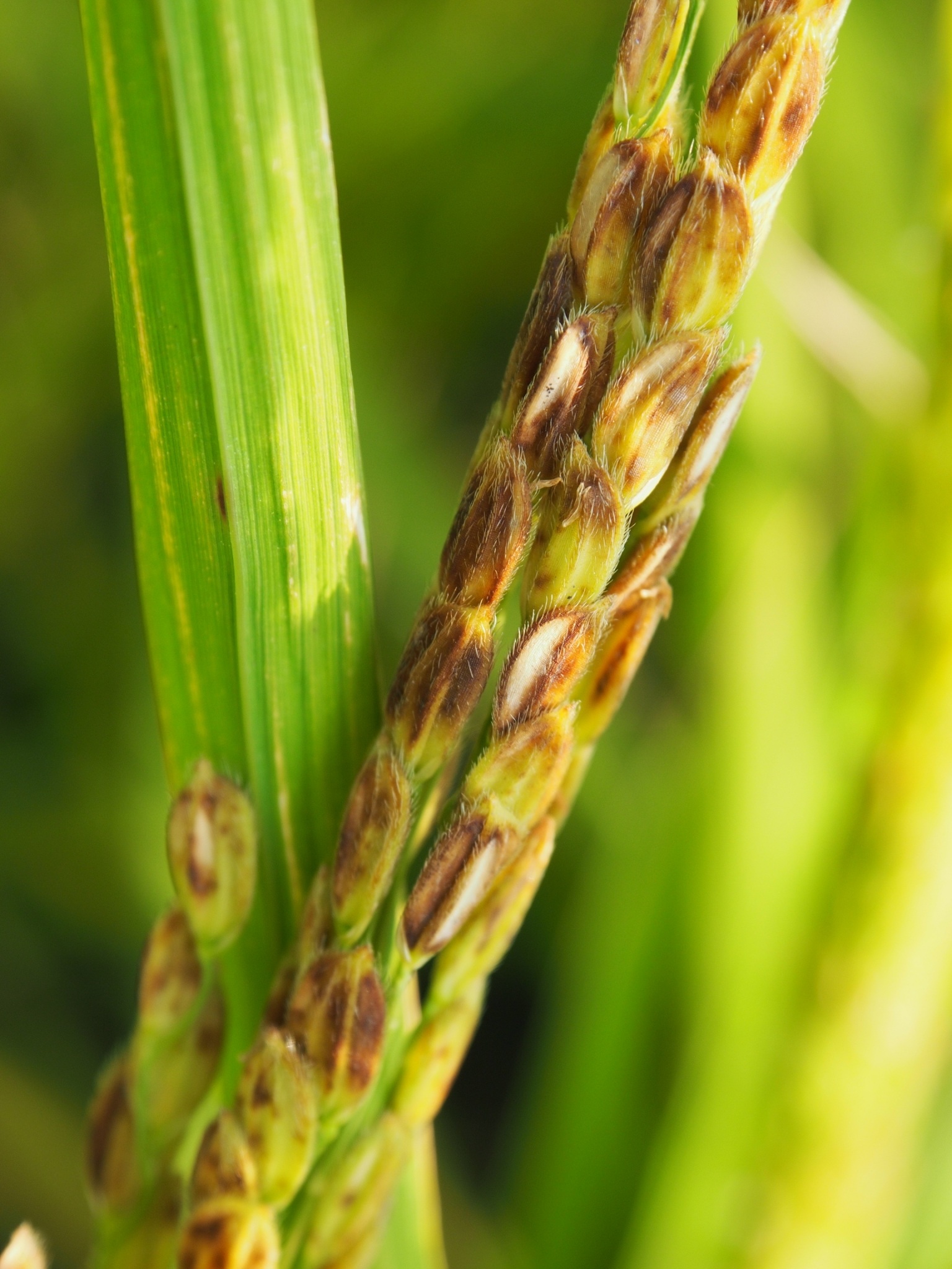 Rice stalks in the field free image download