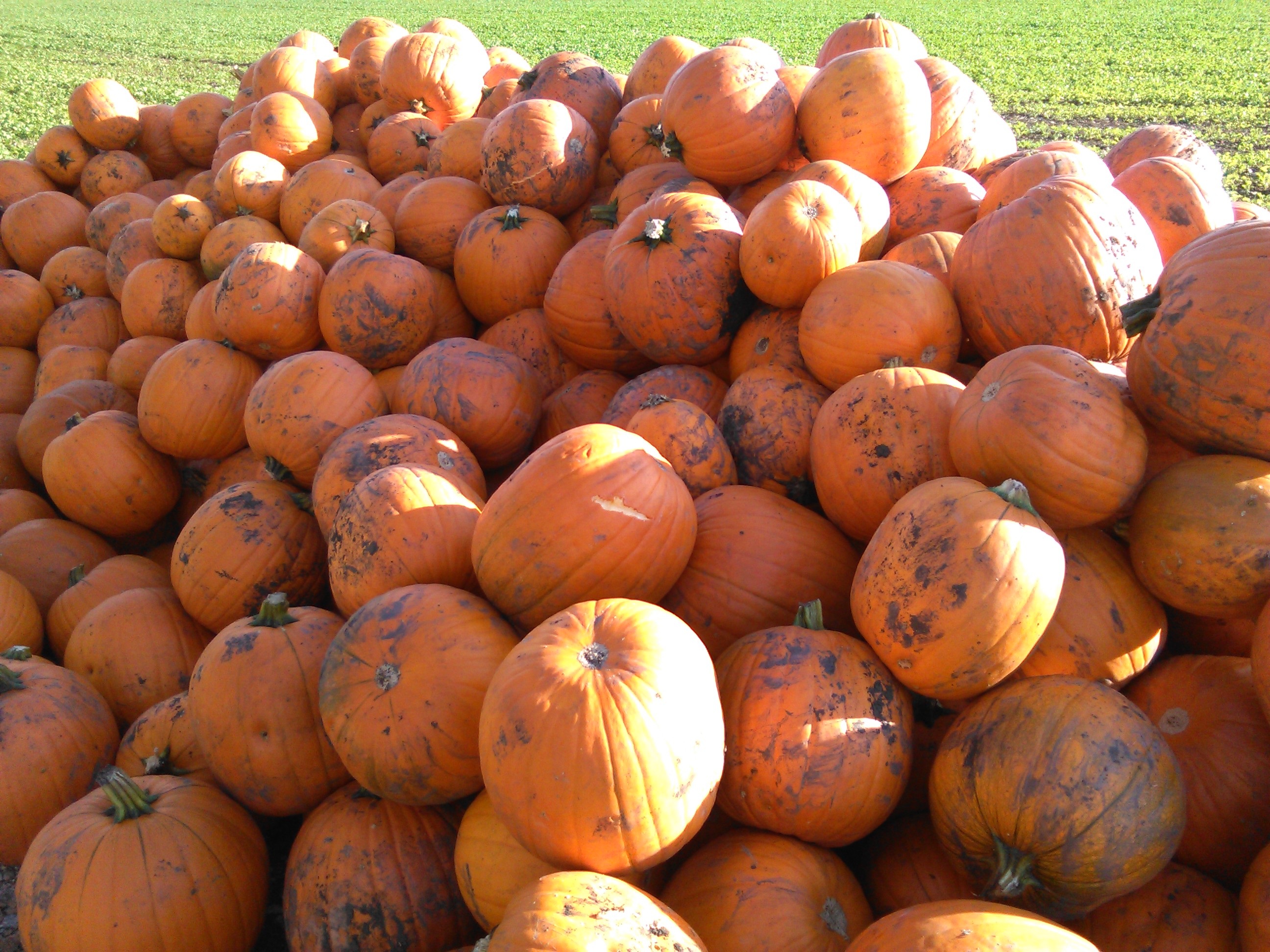 Pumpkin Autumn Decoration free image download