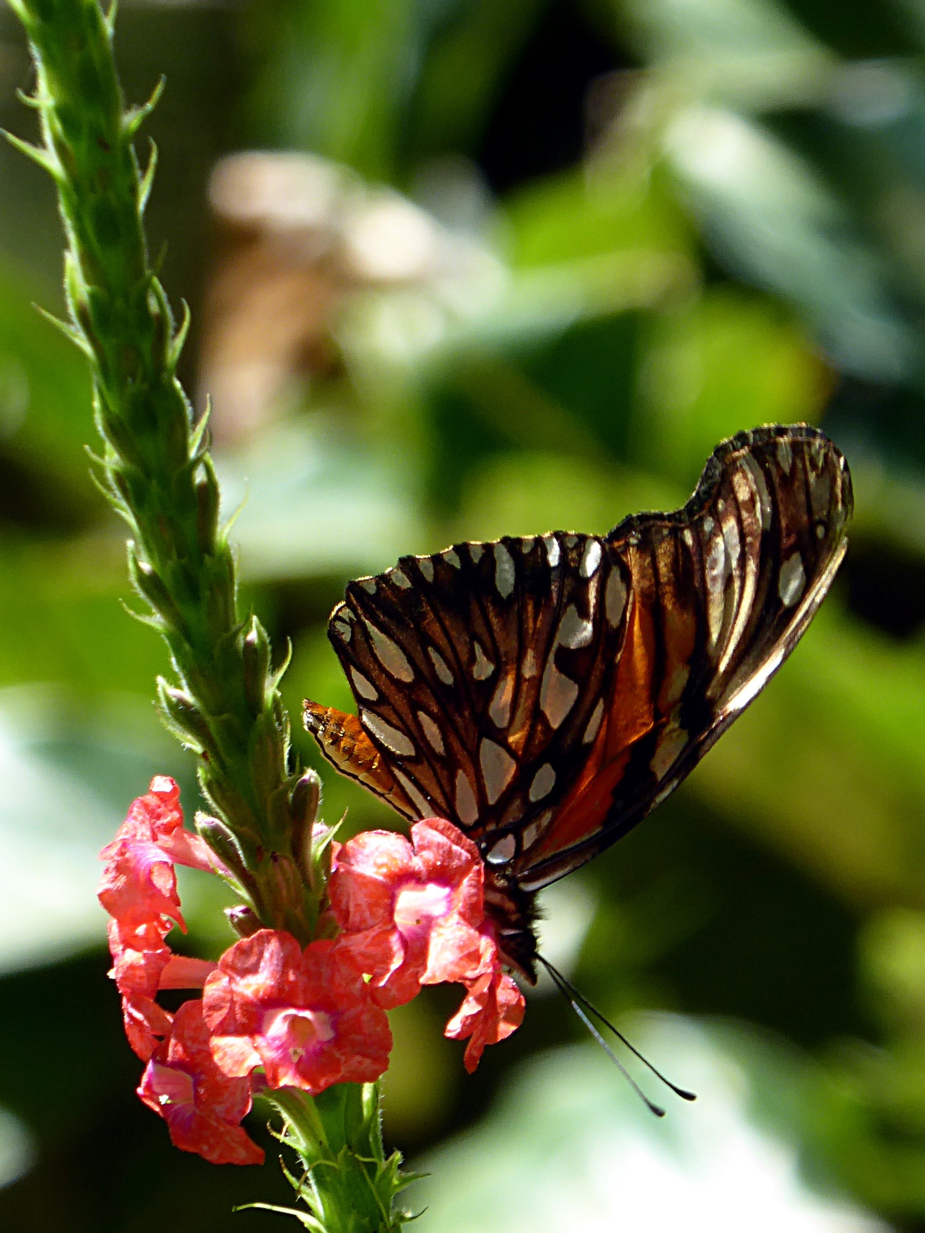 Цветок butterfly. Растение бабочка. Бабочки картинки. Баттерфляй цветок. Цветок напоминает бабочку.
