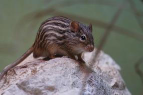 Striped Grass Mouse Long Tailed