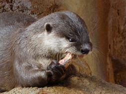 cute otter eats