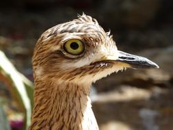 Profile portrait of the colorful, beautiful and cute stone curlew bird in light