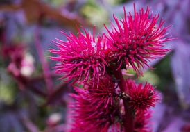 Purple prickly flowers on a branch
