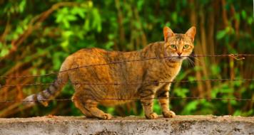 pregnant cat walks on a concrete fence