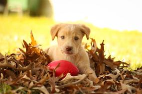 Labrador puppy in the autumn foliage